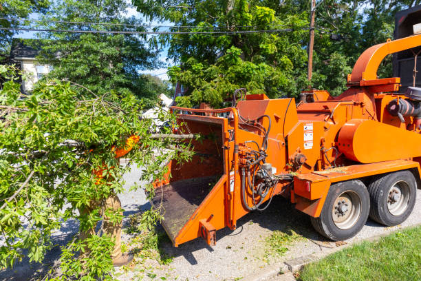 Reliable La Mirada, CA Tree Service Solutions